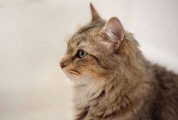 Profile of a brown cat looking to the left with negative space on the left