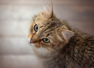 Brown cat looking up at camera