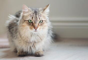 Light brown cat sitting and facing the camera with negative space to the right