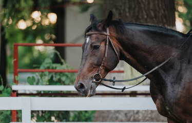 Fototapeta premium Close-up shot of a majestic brown horse wearing a bridle, standing in a paddock with a white fence and green foliage in the background.