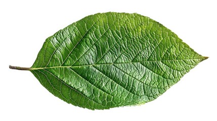 Obraz premium Close-up of a vibrant green leaf showcasing intricate veins and textures, ideal for nature-themed designs and environmental projects.
