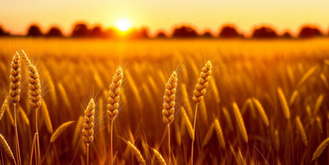 Ears of yellow wheat field against the backdrop of a golden sunset. Wheat field landscapes under bright sunlight. Rich harvest concept.