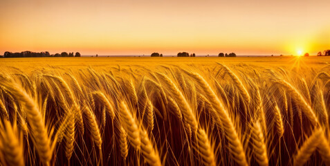 Ears of yellow wheat field against the backdrop of a golden sunset. Wheat field landscapes under bright sunlight. Rich harvest concept.