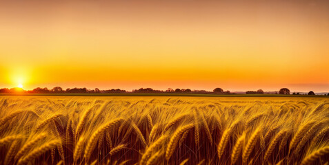 Ears of yellow wheat field against the backdrop of a golden sunset. Wheat field landscapes under bright sunlight. Rich harvest concept.