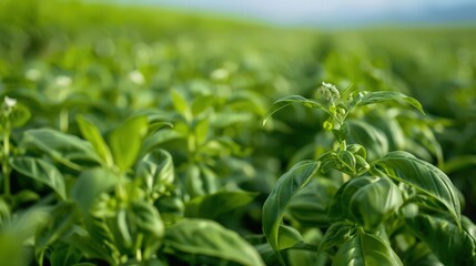 Obraz premium Close-up of vibrant green basil plants thriving under natural sunlight in a lush field, representing freshness and organic gardening.