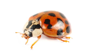 Ladybug insect, Coccinellidae, isolated on white background, side view