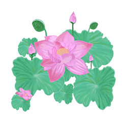 Lotus flower with buds and leaves on isolated background