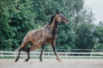 Fototapeta premium A majestic horse running freely in an outdoor arena with lush green trees in the background, showcasing freedom and strength.