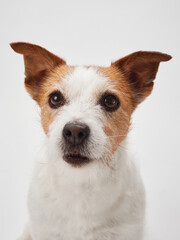 Jack Russell Terrier dog with expressive eyes in studio, Close-up on a curious, charming demeanor