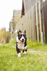 Dog. Welsh Corgi Pembroke. Cute purebred dog running along the path. Animal themes