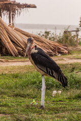Marabou stork (Leptoptilos crumenifer) near Kazinga Channel, Uganda