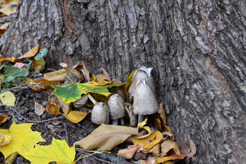 mushrooms are growing on the ground in a forest with yellow leaves