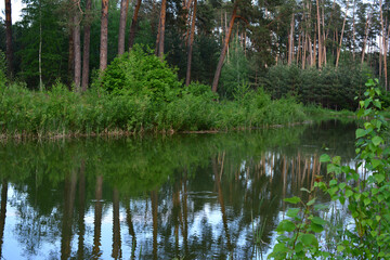 Obraz premium a forest filled with trees and a lake with a reflection of trees 