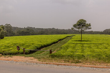 Fototapeta premium Tea plantations near Kitozho village, Uganda