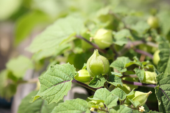 Ground cherry in summer garden, close up. Aunt Molly’s ground cherry produces small orange fruits in papery husk. Poha berry, pichuberry, inca berry or strawberry tomato. Selective focus.