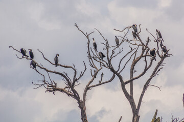 Cormorants on a tree near Bunyonyi lake, Uganda