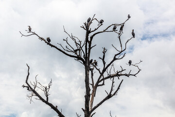 Cormorants on a tree near Bunyonyi lake, Uganda