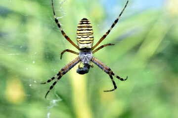 The spider Argiope bruennichi sits in the center of the web, viewed from the back.