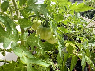 Ripening of fresh organic tomatoes. Growing fruit and vegetables on a farm.