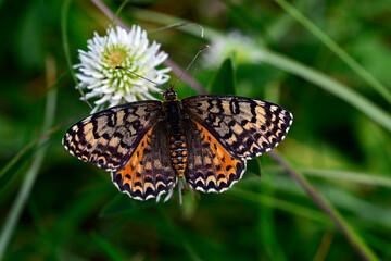 Roter Scheckenfalter - Weibchen auf Kleeblüte // Spotted fritillary - female (Melitaea didyma) - Bosnien und Herzegowina