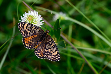 Roter Scheckenfalter - Weibchen // Spotted fritillary - female (Melitaea didyma) - Bosnien und...