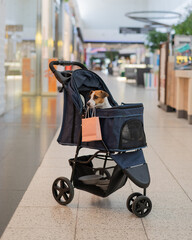 A Jack Russell Terrier dog in a stroller makes purchases in a shopping center. Vertical photo. 