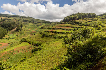 Obraz premium Lush landscape near Kabale, Uganda