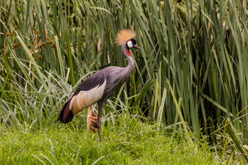 Grey crowned crane (Balearica regulorum), national bird of Uganda, near Kisiizi Falls, Uganda