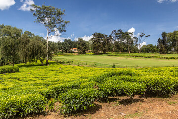 Tea plantations near Kabale town, Uganda