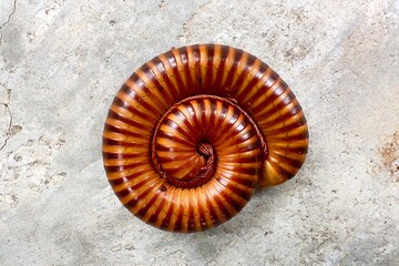 a millipede curling up into a spiral. Millipedes often curl up in this way as a defensive behavior...