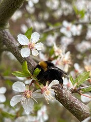 bumblebee on a flower