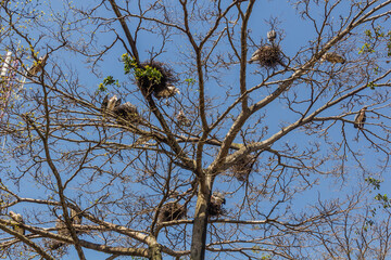 Marabou storks (Leptoptilos crumenifer) and theirs nests in Entebbe, Uganda