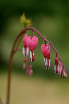 Tr&auml;nendes Herz im Garten