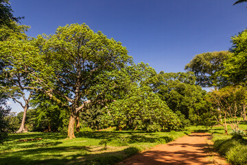 Landscape of Entebbe Botanical Gardens, Uganda