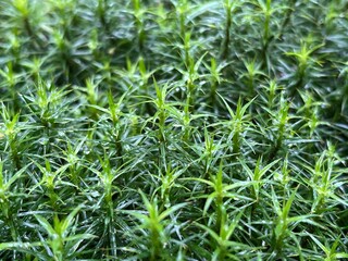 background of green moss