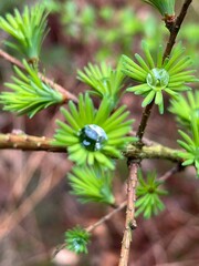 close up of rain drop on pine needles