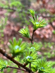 close up of rain drop on pine needles