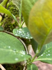 water drops on leaf