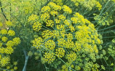 Foeniculum vulgare var in Banglladesh. Sweet funnel asia
