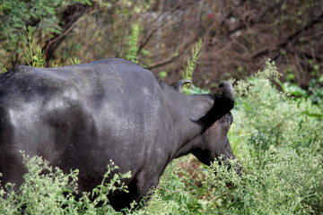 Fototapeta premium italaina mediterranean buffalo walking on the roads and agriculture farm lake