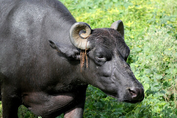 italaina mediterranean buffalo walking on the roads and agriculture farm lake