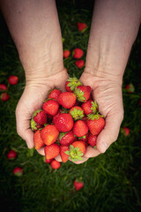 Fruits of summer: fresh strawberries in hands