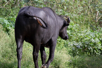 italaina mediterranean buffalo walking on the roads and agriculture farm lake