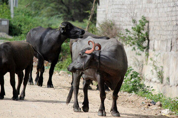 Fototapeta premium italaina mediterranean buffalo walking on the roads and agriculture farm lake