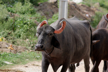Obraz premium italaina mediterranean buffalo walking on the roads and agriculture farm lake