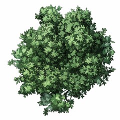 Obraz premium Lush Green Leafy Plant Top View Illustration