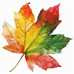 Fototapeta premium Vibrant Autumn Maple Leaf in Vivid Colors