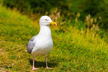 European herring gull (Larus argentatus) Close up at white cliff