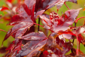 acrer palmatum wet leaves