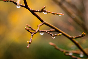 buds of a tree with waterdrops